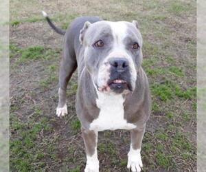 Bullboxer Pit Dogs for adoption in Bakersfield, CA, USA