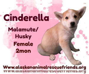 Alusky Dogs for adoption in Anchorage, AK, USA