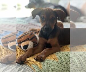 Labrottie Dogs for adoption in Kannapolis, NC, USA