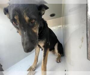 German Shepherd Dog Dogs for adoption in Houston, TX, USA