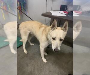 Siberian Husky Dogs for adoption in Camarillo, CA, USA