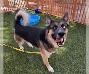 German Shepherd Dog-Unknown Mix Dogs for adoption in Las Vegas, NV, USA