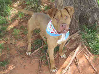 Small American Pit Bull Terrier Mix