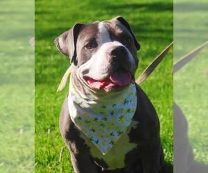 American Staffordshire Terrier-Bulldog Mix Dogs for adoption in Lake Forest, CA, USA