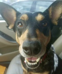 Dorgi Dogs for adoption in Palm Harbor, FL, USA