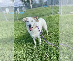 Pyrenees Husky Dogs for adoption in Conroe, TX, USA