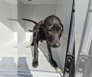 Labrador Retriever-Unknown Mix Dogs for adoption in Houston, TX, USA