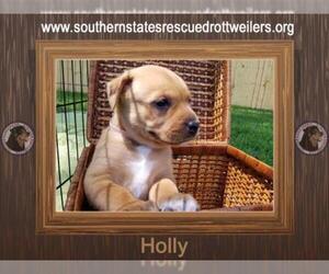 Boxweiler Dogs for adoption in White Hall, AR, USA