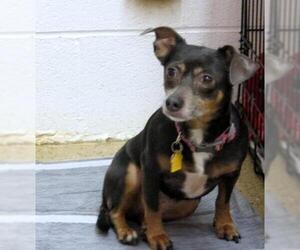 Chiweenie Dogs for adoption in York, SC, USA