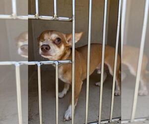 Chihuahua-Unknown Mix Dogs for adoption in Oklahoma City, OK, USA