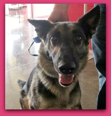German Shepherd Dog Dogs for adoption in Pampa, TX, USA