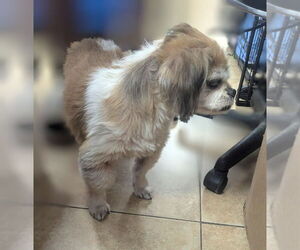 Shih Tzu Dogs for adoption in Oakland Park, FL, USA