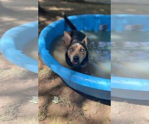 Australian Shepherd-Eurasier Mix Dogs for adoption in Front Royal, VA, USA