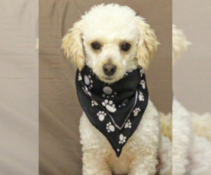 Poodle (Miniature)-Unknown Mix Dogs for adoption in Cranston, RI, USA