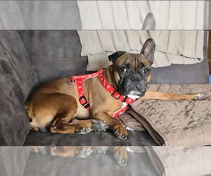 French Bulldog Dogs for adoption in Brights Grove, Ontario, Canada
