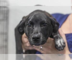 German Shorthaired Pointer-Unknown Mix Dogs for adoption in Mountain Home, AR, USA