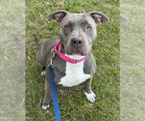 American Bulldog Dogs for adoption in Fort Lauderdale, FL, USA