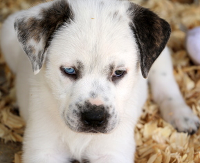 Medium Photo #1 Labrador Retriever-Unknown Mix Puppy For Sale in New Smyrna Beach, FL, USA