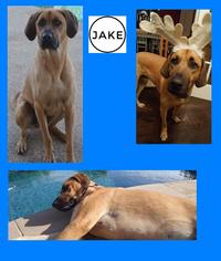Bloodhound-Rhodesian Ridgeback Mix Dogs for adoption in DALLAS, TX, USA
