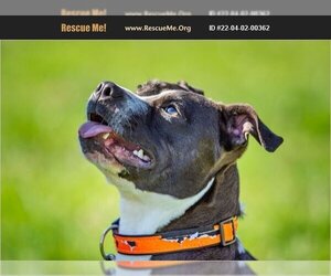 American Staffordshire Terrier Dogs for adoption in Benton, PA, USA