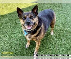 Mutt Dogs for adoption in West Palm Beach, FL, USA