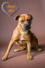 Boxweiler Dogs for adoption in Warrenton, VA, USA