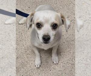 Chihuahua Dogs for adoption in Bakersfield, CA, USA