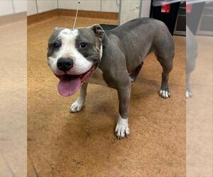American Pit Bull Terrier Dogs for adoption in Sacramento, CA, USA