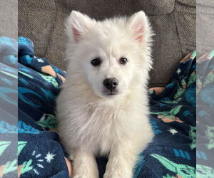 Mutt Dogs for adoption in Fargo, ND, USA