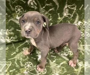 American Pit Bull Terrier Dogs for adoption in HESPERIA, CA, USA