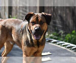 Shepradors Dogs for adoption in Woodland, CA, USA