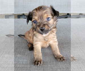 Rat-Cha Dogs for adoption in Corona, CA, USA