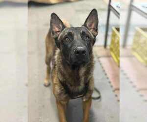 Mutt Dogs for adoption in Imlay City, MI, USA