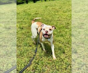 American Bulldog-Unknown Mix Dogs for adoption in Forestville, MD, USA