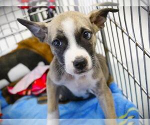 Catahoula Leopard Dog-Labrador Retriever Mix Dogs for adoption in Tallahassee, FL, USA