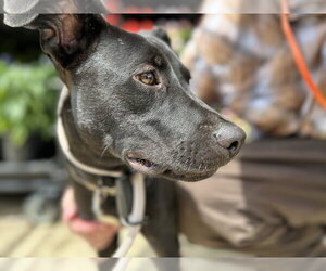 Labrador Retriever-Unknown Mix Dogs for adoption in Rockaway, NJ, USA