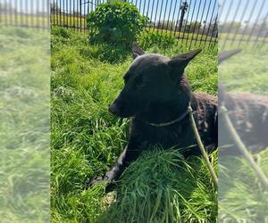 German Shepherd Dog Dogs for adoption in Stockton, CA, USA