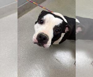 American Bulldog-Unknown Mix Dogs for adoption in Las Vegas, NV, USA