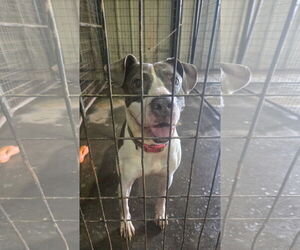 American Staffordshire Terrier-Unknown Mix Dogs for adoption in Jackson, MS, USA