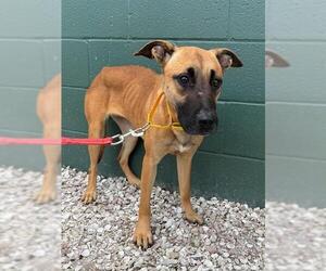 Black Mouth Cur Dogs for adoption in Naples, FL, USA