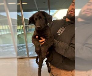 German Shepherd Dog-Unknown Mix Dogs for adoption in San Martin, CA, USA