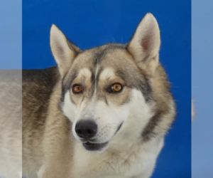 Siberian Husky Dogs for adoption in Pasadena, CA, USA