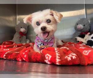Maltese Dogs for adoption in Orange, CA, USA