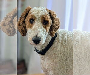 Goldendoodle Dogs for adoption in Bonita Springs, FL, USA