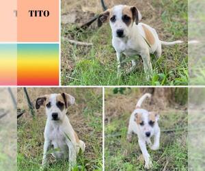 Shepradors Dogs for adoption in Oak Bluffs, MA, USA