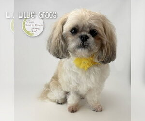 Shih Tzu Dogs for adoption in Benton, LA, USA