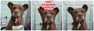 Medium Photo #1 American Pit Bull Terrier-Labrador Retriever Mix Puppy For Sale in Jefferson City, TN, USA