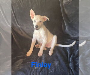 Mutt Dogs for adoption in Topeka, KS, USA