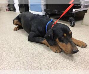 Doberman Pinscher Dogs for adoption in Riverside, CA, USA