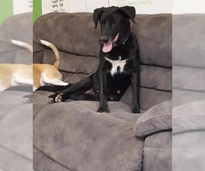 Great Dane Dogs for adoption in Poplar Bluff, MO, USA
